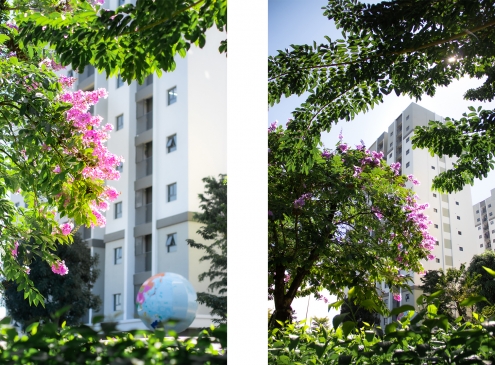 SẮC TÍM BẰNG LĂNG NGHIÊNG MÌNH BÊN WEST SKY
